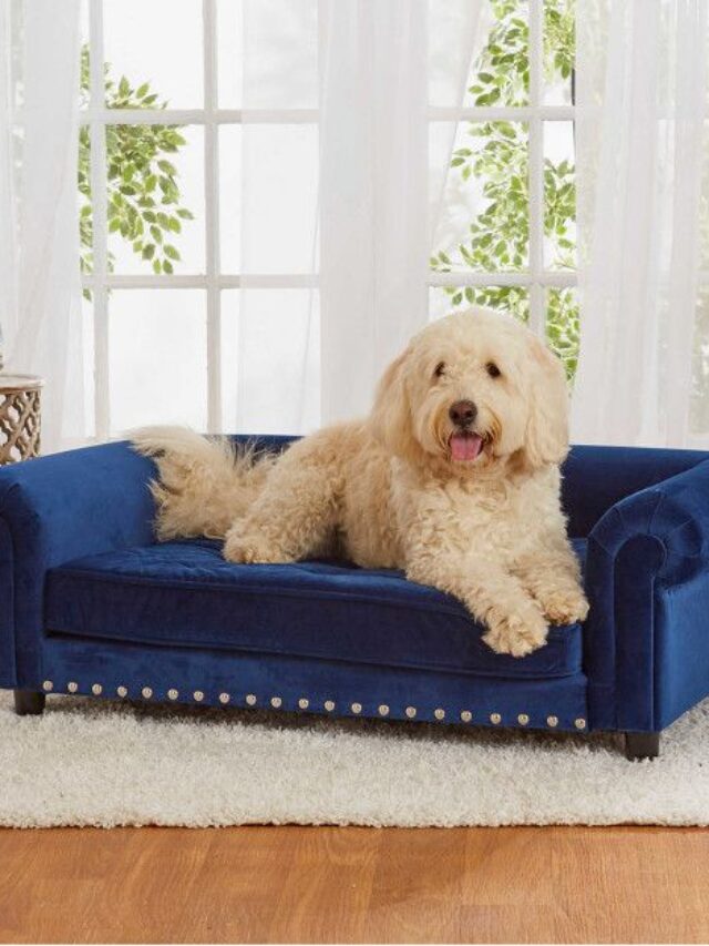 dog sofa bed