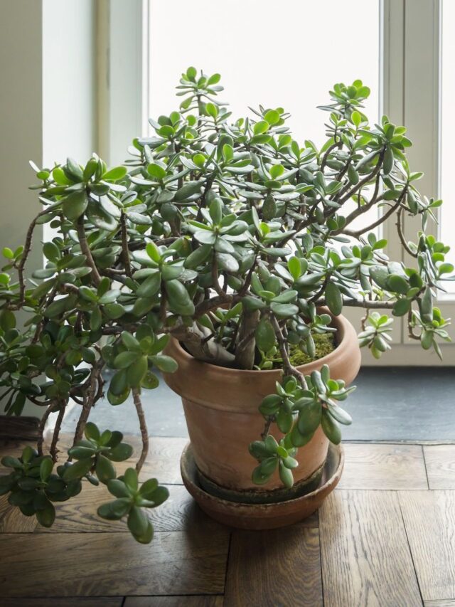 1675182290-indoor-plants-jade-1646165642