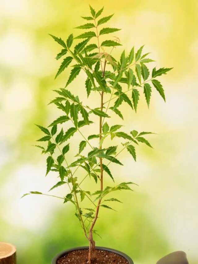 nurserylive-g-neem-tree-azadirachta-indica-plant